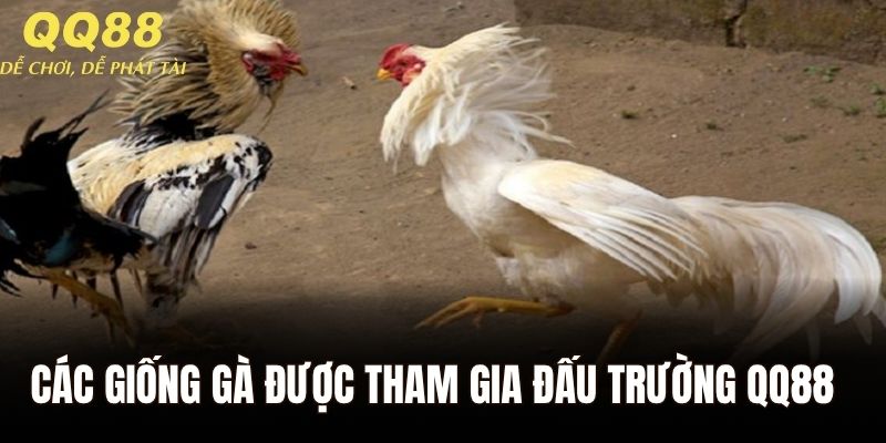 Các giống gà được tham gia đấu trường QQ88