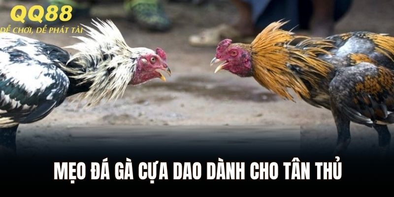 Mẹo đá gà cựa dao dành cho tân thủ