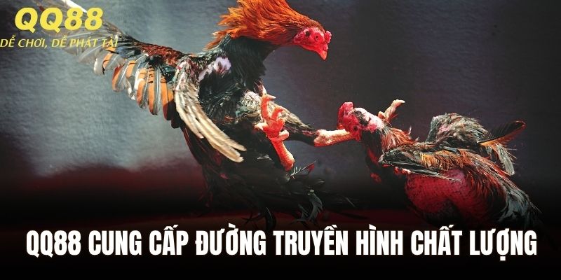 Đá gà tại QQ88 cung cấp hệ thống truyền hình trực tiếp chất lượng