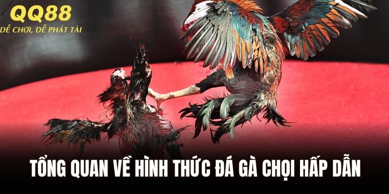 Tổng quan về hình thức đá gà chọi hấp dẫn