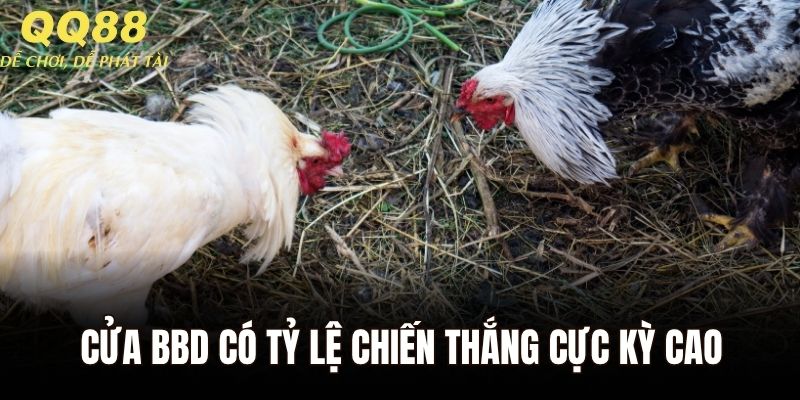 Cửa BBD có tỷ lệ chiến thắng cực kỳ cao