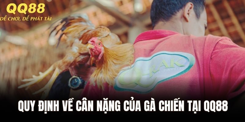 Quy định về cân nặng của gà chiến tại QQ88