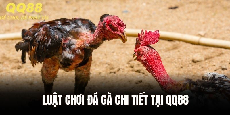 Luật chơi đá gà chi tiết tại QQ88