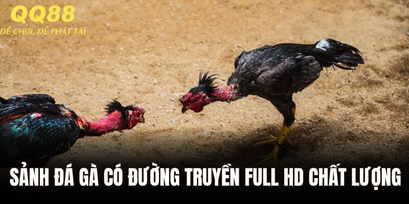 Sảnh đá gà có đường truyền full HD cực kỳ chất lượng