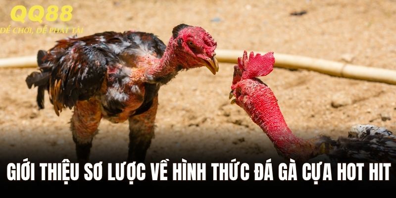 Giới thiệu sơ lược về hình thức đá gà cựa hot hit