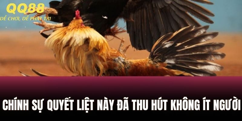 Chính sự quyết liệt này đã thu hút không ít người