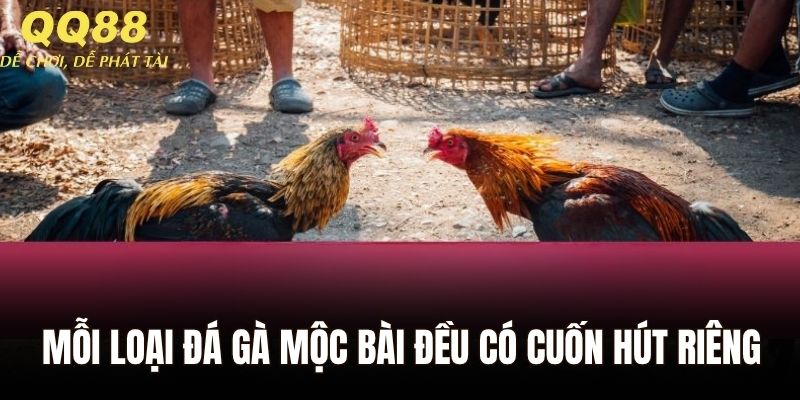 Mỗi loại đá gà Mộc Bài đều có điểm cuốn hút riêng
