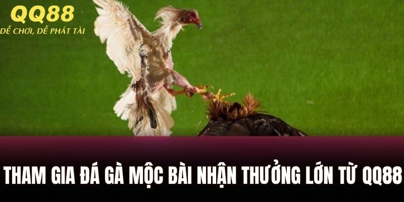 Tham gia đá gà Mộc Bài nhận thưởng lớn từ QQ88