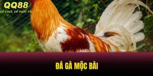 đá gà mộc bài